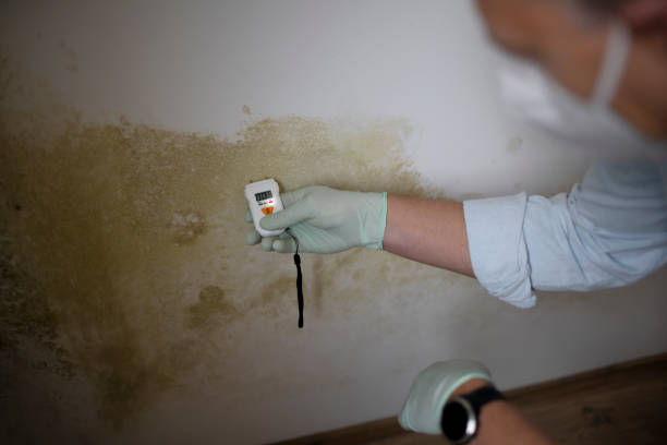 Best Mold Damage Repair  in Fairhope, AL