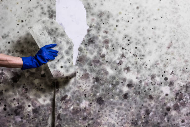 Attic Mold Removal in Fairhope, AL