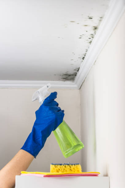 Best Mold Removal Process  in Fairhope, AL